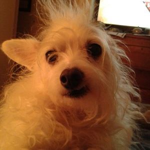 Meet your Posher, Louis